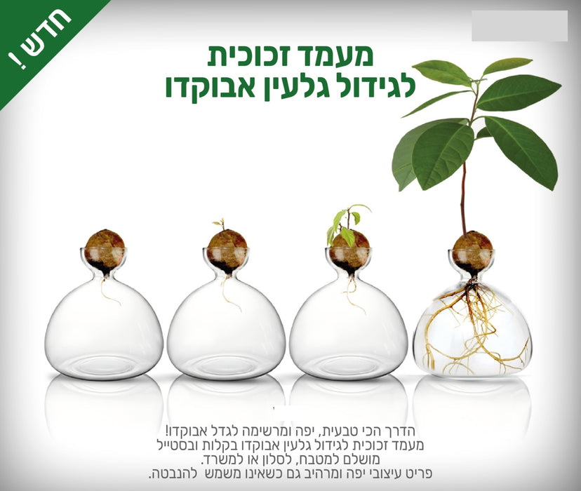 מעמד זכוכית לגידול גלעין אבוקדו – VON