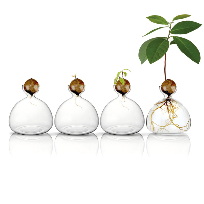 מעמד זכוכית לגידול גלעין אבוקדו – VON