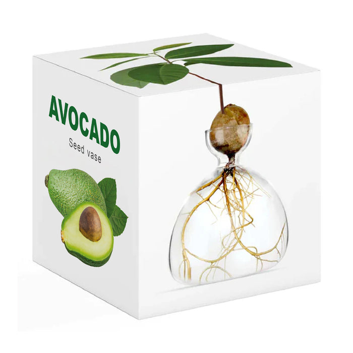 מעמד זכוכית לגידול גלעין אבוקדו – VON