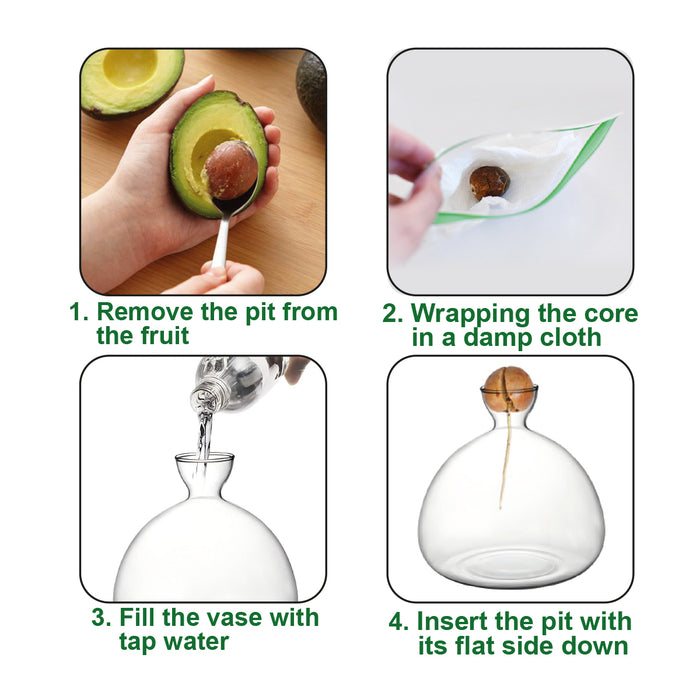 מעמד זכוכית לגידול גלעין אבוקדו – VON