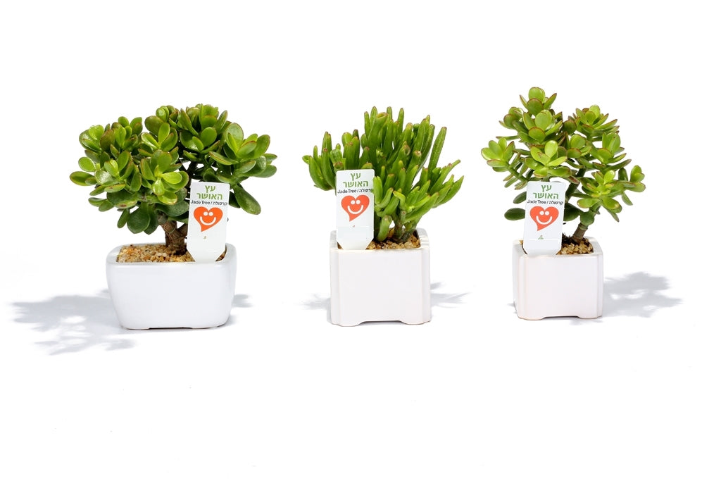 עציץ האושר בעץ האושר קרסולה Jade Tree