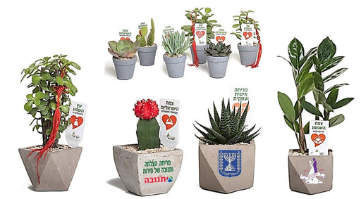 עציצי בטון | עציץ בטון ממותג | עציצים ממותגים - עציצים למתנות ואירועים, עציץ ללקוחות | עציצים לעובדים | עציצים לכנסים | עציצים ממותגים לאירועים | עציץ ממותג | עציץ לראש השנה | עציץ לחג ממותג | מסרים ממותגים בעציצים | עציץ פלסטיק ממותג | קקטוס בעציץ | עציץ בונסאי | מתנות לט"ו בשבט | עציץ השלום בעץ הזית עציץ הבריאות | עציצי בטון לפרסום