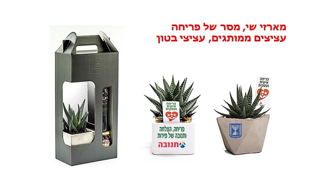 מארז שי פרימיום עץ שפע

מארז שי, עץ אהבה ויין

מארז שי, עץ השפע ושיכר

מארז שי, עציץ הצלחה ויין

מארז שי, עץ המזל לאקי ושיכר

מארז שי, עץ זית ויין 

 מארז שי, פריחה שמן וקונפיטורה

 מארזי שי, עץ השפע ומעדנים
 מארז שי, עץ הצלחה ויין

מארז שי, מסר לפריחה ויין

מארזי שי, עציץ ופירות יבשים