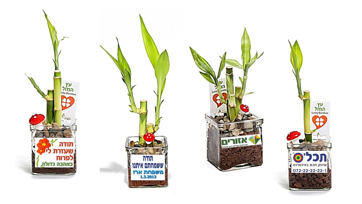 עץ המזל לאקי במבוק עציצים ממותגים | מתנות לט"ו בשבט  עציצים למתנות ולאירועים,   עציץ ממותג בעציץ ללקוחות, עציצים לעובדים לאורחים כנסים. עציצים ממותגים לאירועים, עציצים מתנות לכנסים | עץ המזל ממותג | לאקי במבוק ממותג