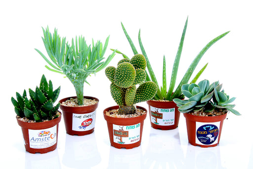 עציצים ממותגים - עציצים למתנות ולאירועים | עציצים ממותגים ללקוחות | עציצים לעובדים עציצים לכנסים. עציצים ממותגים לאירועים ,עציצים מתנות לכנסים. מוצרי פרסום ממותגים בעציץ |  עציצים לראש השנה | שי לחגים בעציץ ממותג | מסרים ממותגים בעציצים |  עציץ פלסטיק ממותג 